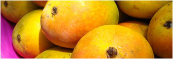 Order Alphonso Mangoes